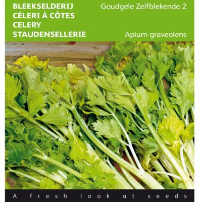 apium-graveolens-goudgele-zelfblekende-2