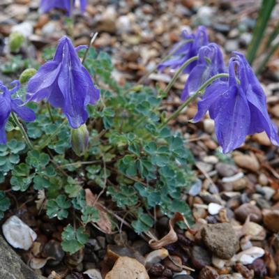 aquilegia-bertolonii
