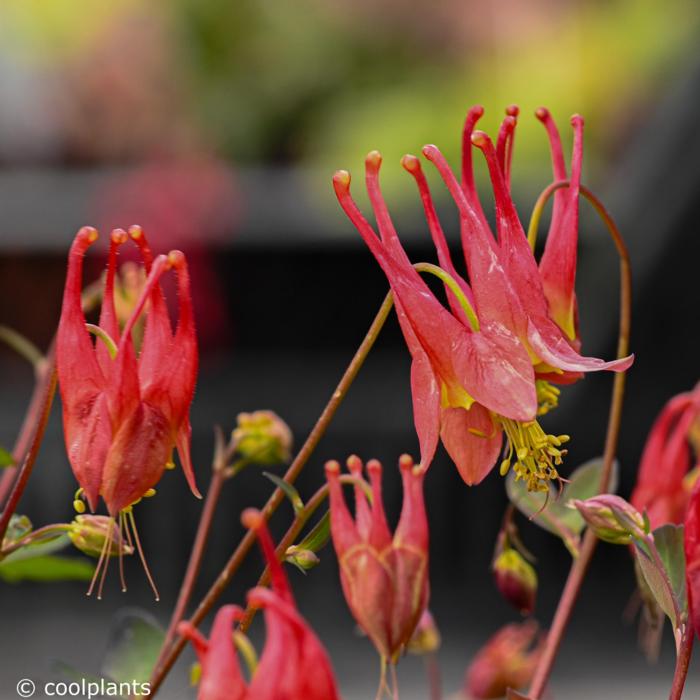 Aquilegia canadensis 'Little Lantern' plant