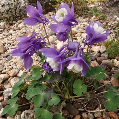 aquilegia-discolor