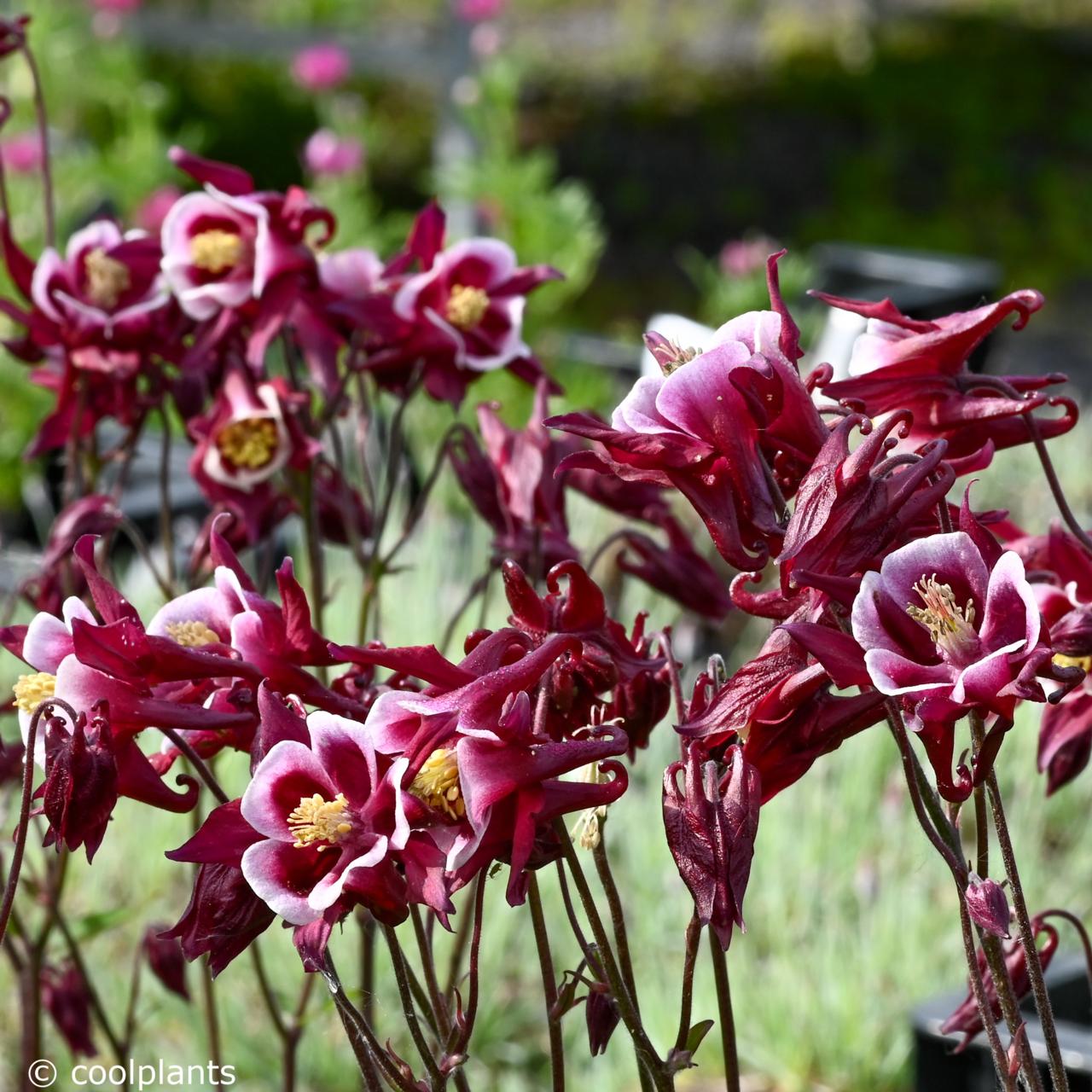 Aquilegia flabellata 'Red and White' plant