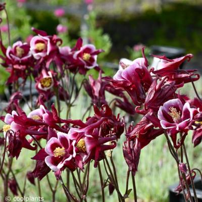 aquilegia-flabellata-red-and-white