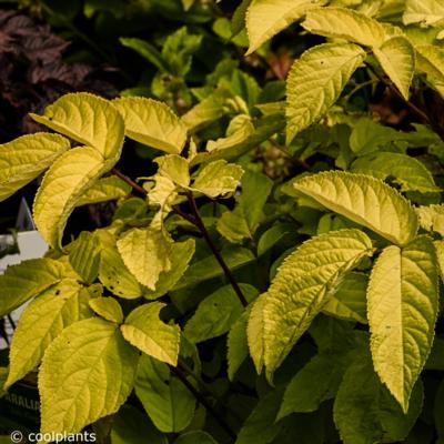 aralia-cordata-sun-king