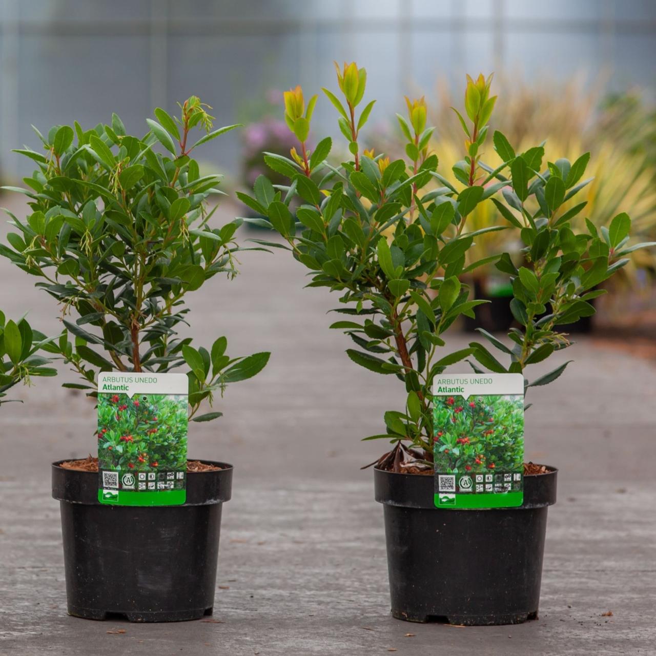 arbutus unedo 'atlantic' - kaufen sie pflanzen bei coolplants