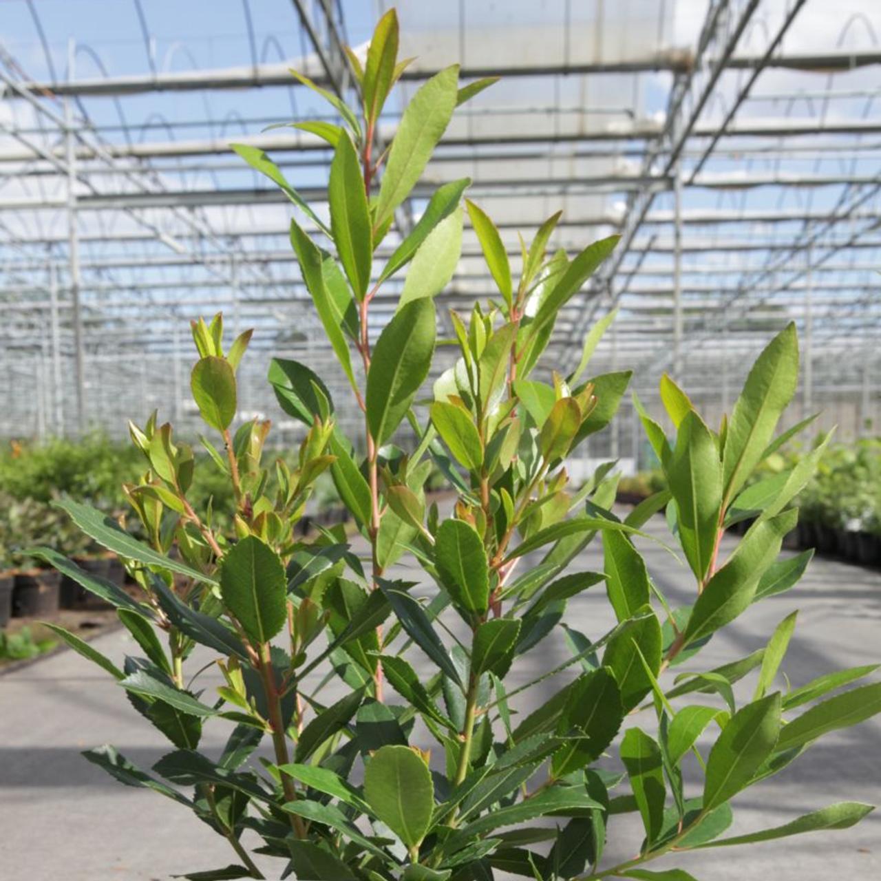 Arbutus unedo 'Rubra' plant