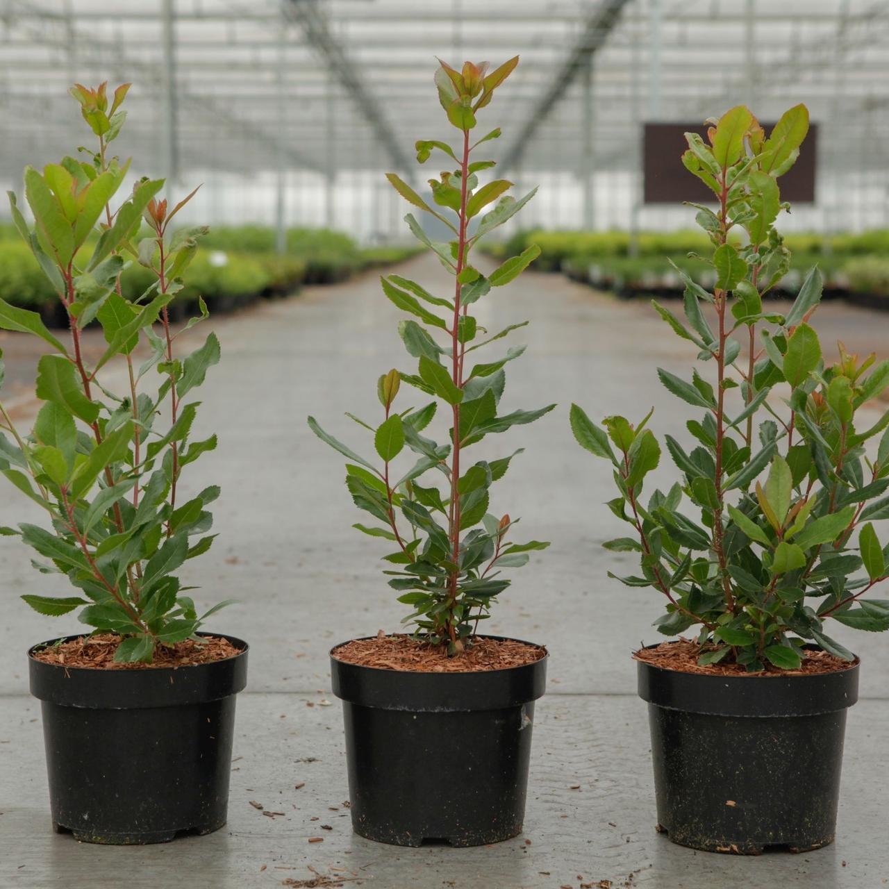 Arbutus unedo plant