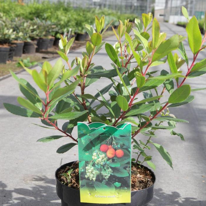 Arbutus unedo plant