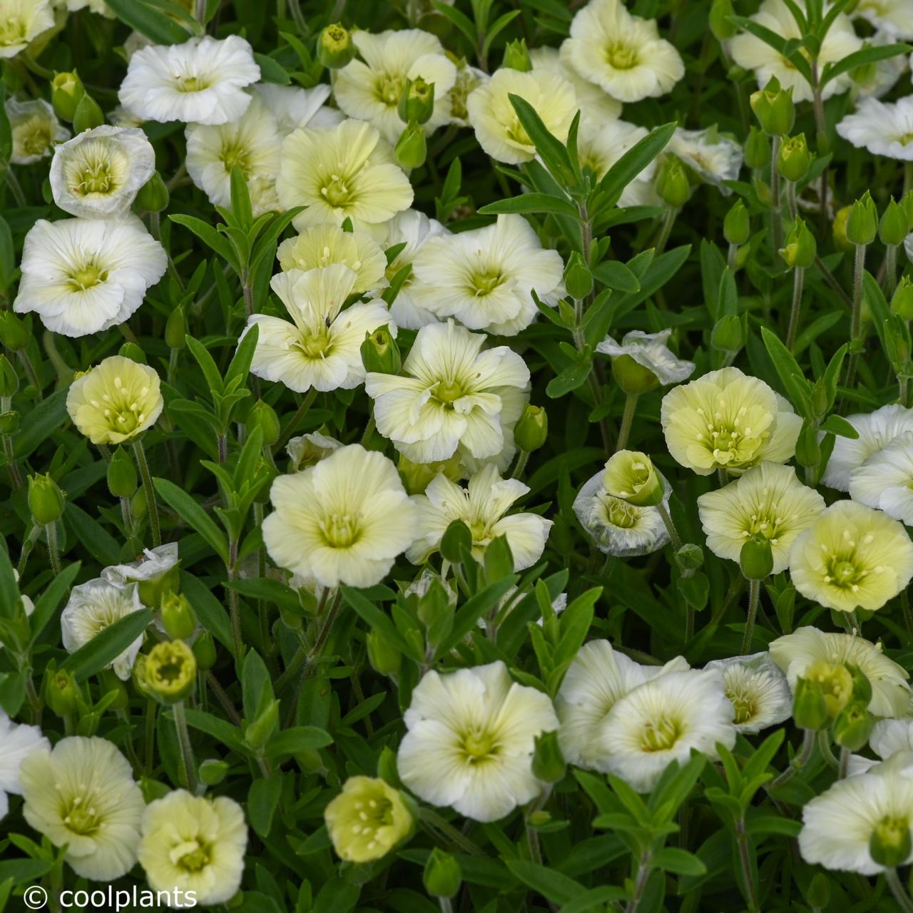 Arenaria montana 'Summer Lemon' plant