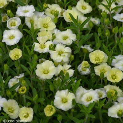 arenaria-montana-summer-lemon