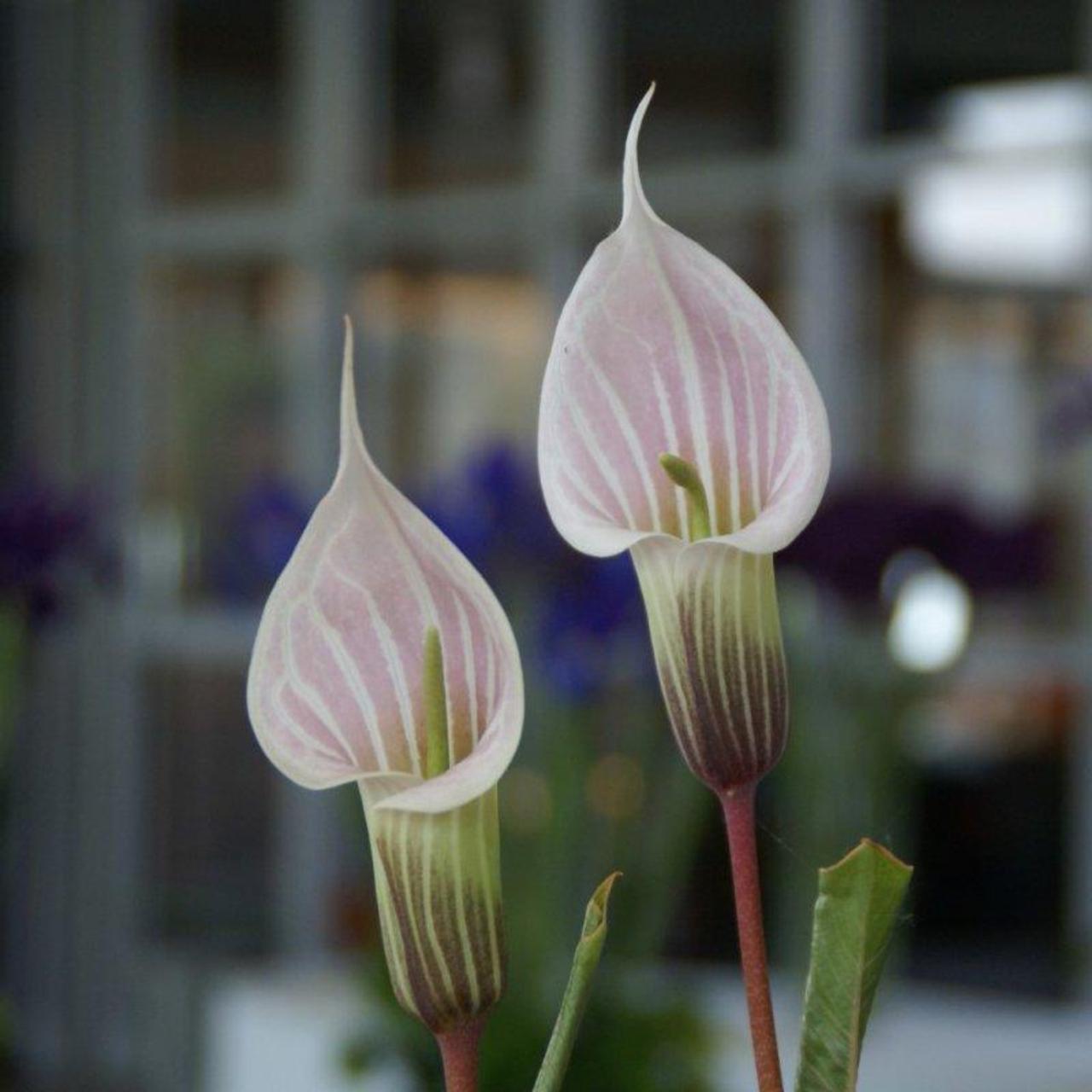 arisaema-candidissimum Arisaema candidissimum plant
