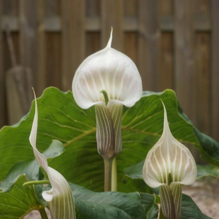 Arisaema candidissimum plant