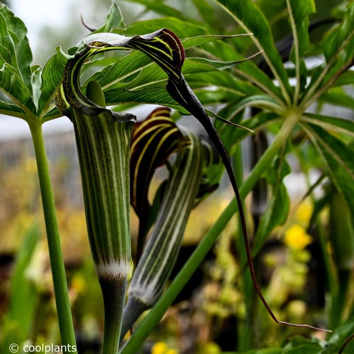 Arisaema ciliatum var. liubaense plant