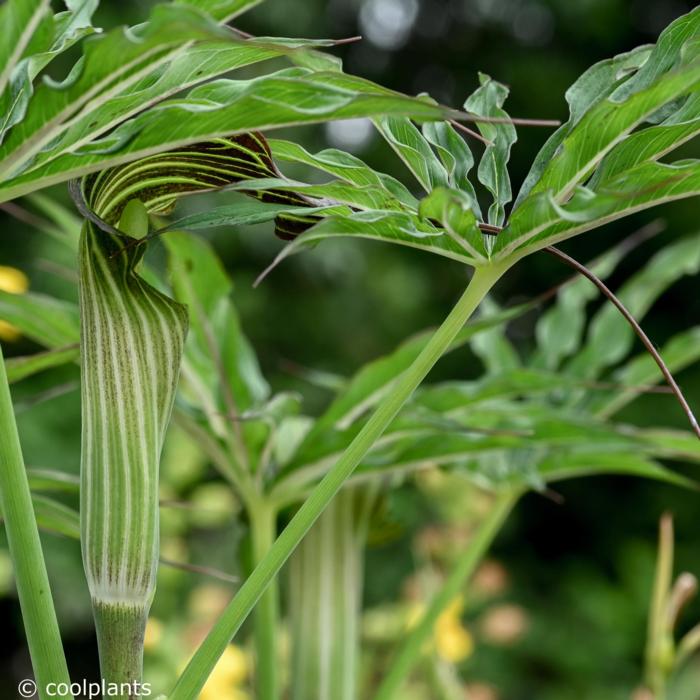 Arisaema ciliatum var. liubaense plant