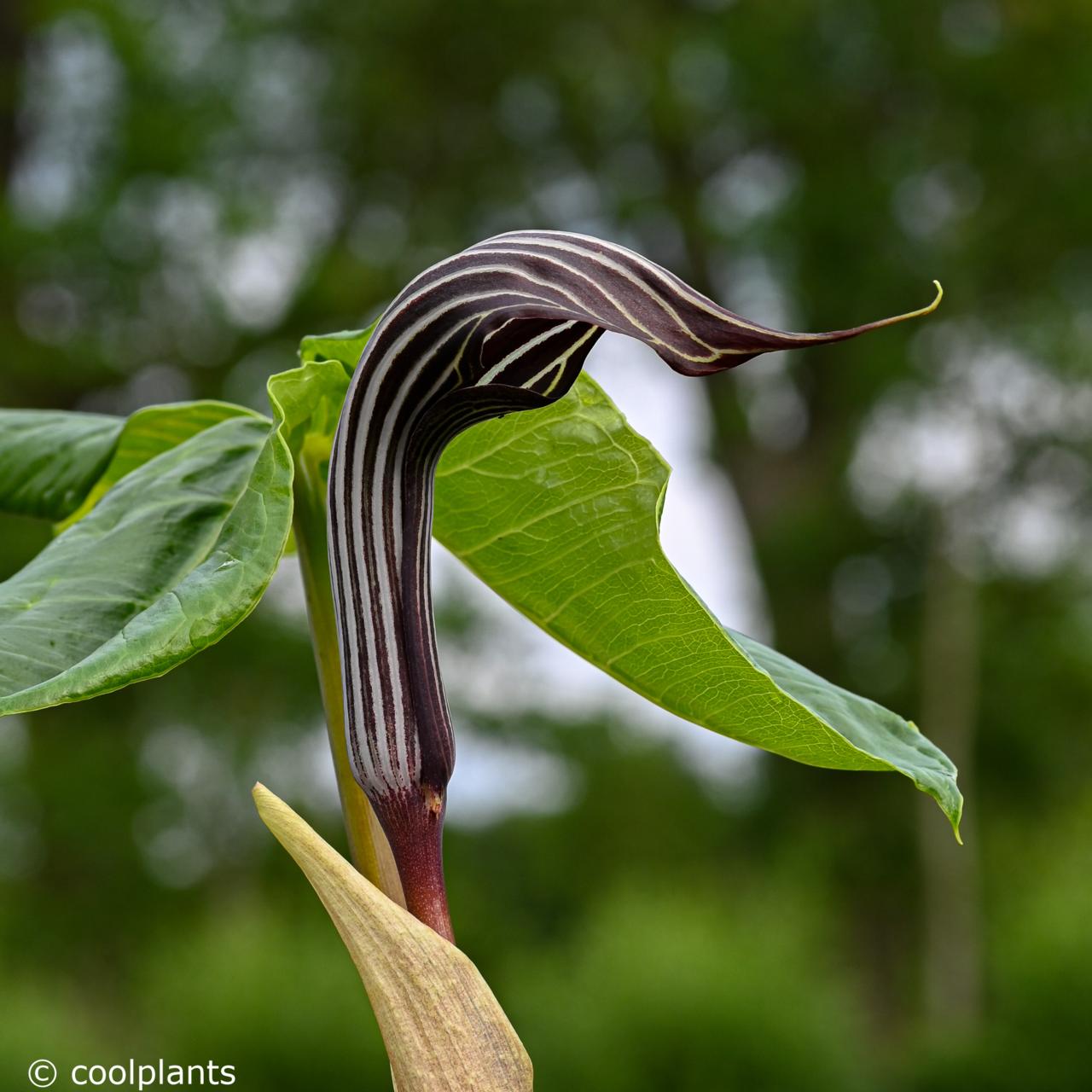 Arisaema fargesii plant