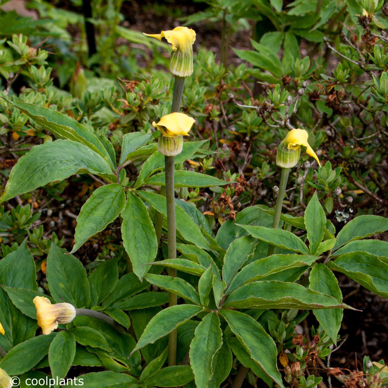 Arisaema flavum plant