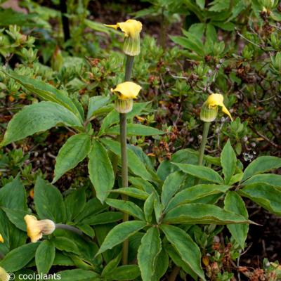 arisaema-flavum