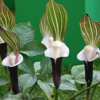 arisaema-sikokianum