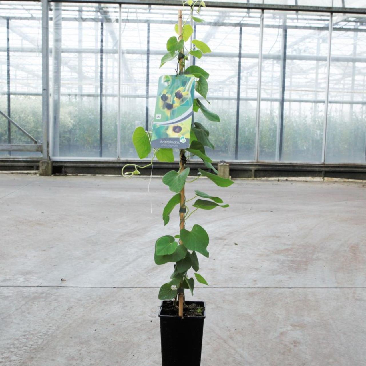 Aristolochia durior plant