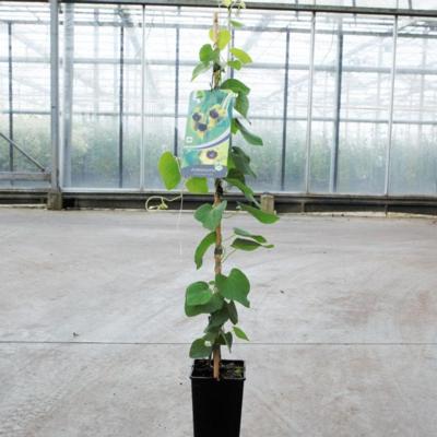 aristolochia-durior