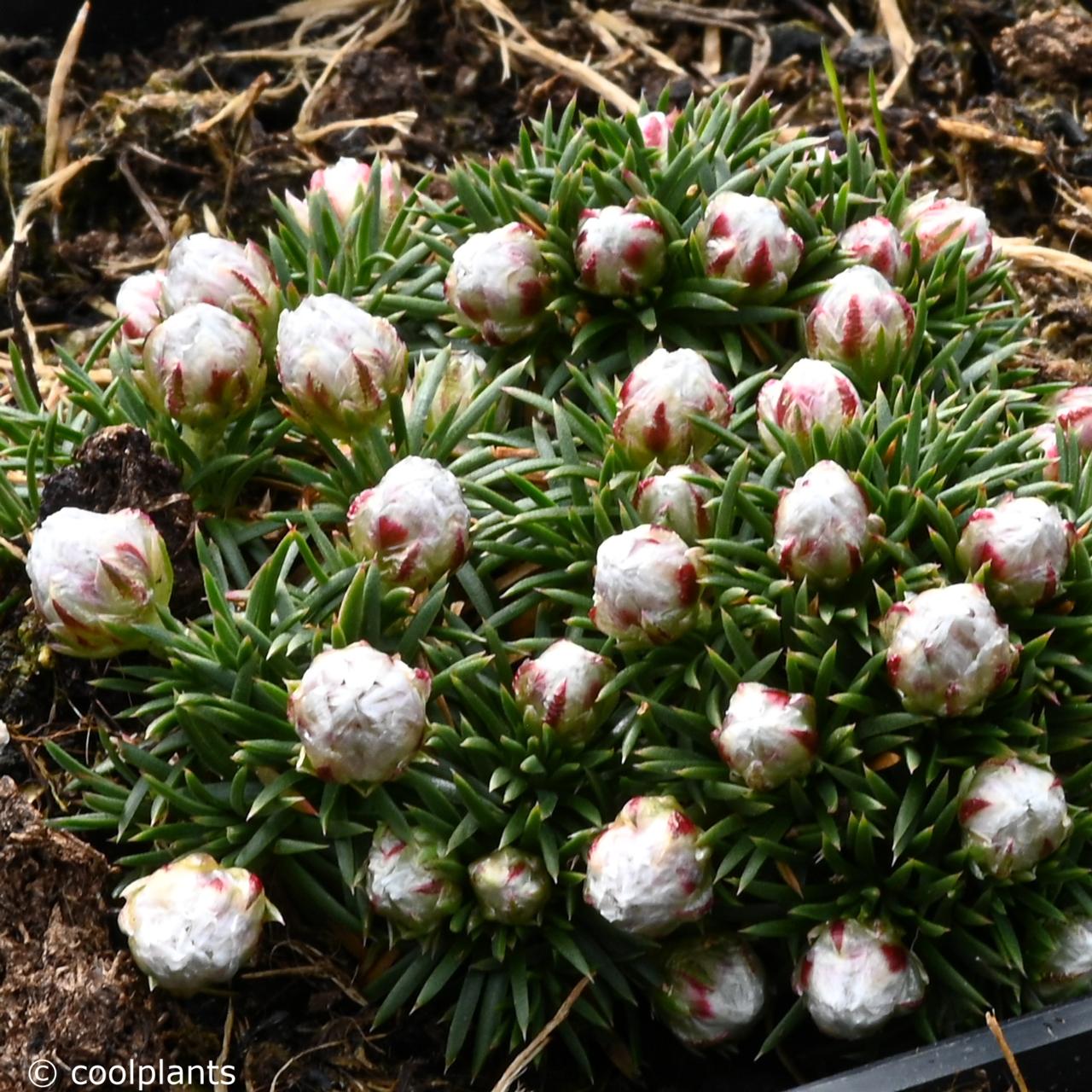 Armeria juniperifolia 'Babi Lom' plant