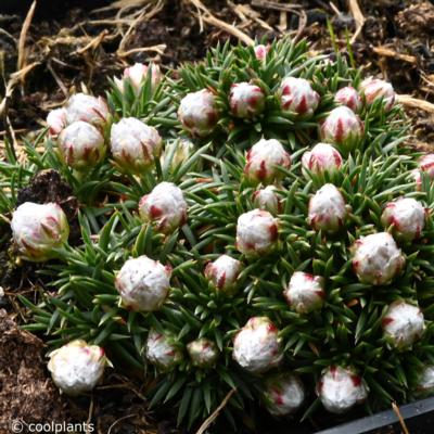 armeria-juniperifolia-babi-lom