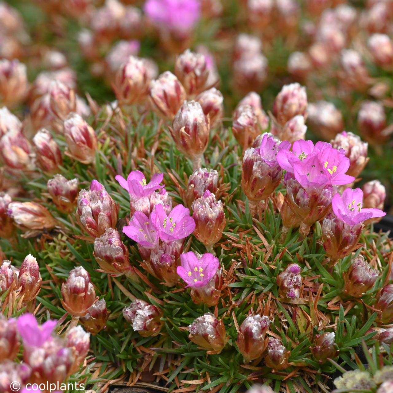 Armeria juniperifolia 'Drake's Deep Form' plant