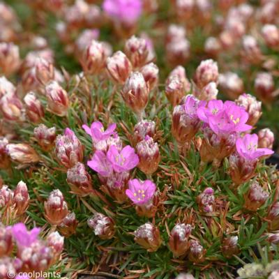 armeria-juniperifolia-drakes-deep-form