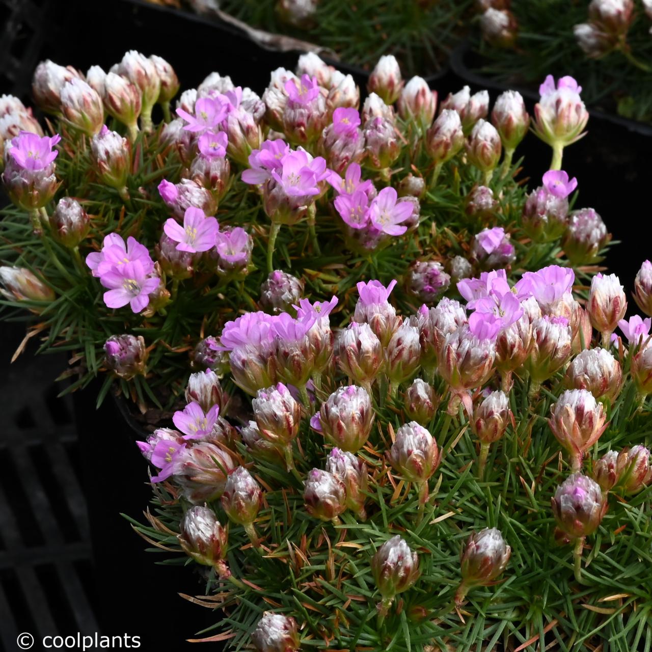 Armeria juniperifolia 'New Zealand Form' plant