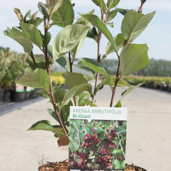 Aronia arbutifolia 'Brilliant' plant