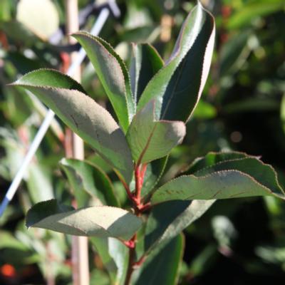 aronia-arbutifolia-brilliant