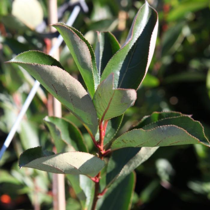 Aronia arbutifolia 'Brilliant' plant