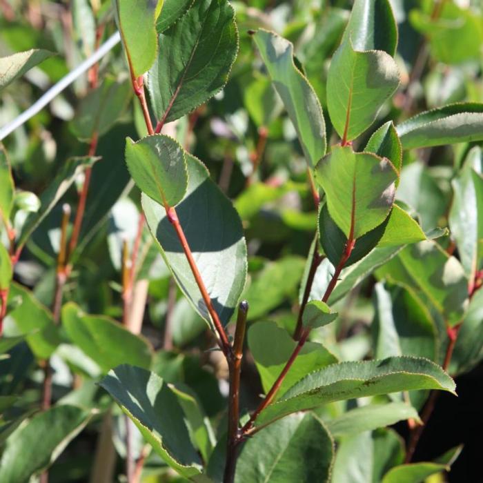 Aronia melanocarpa 'Autumn Magic' plant