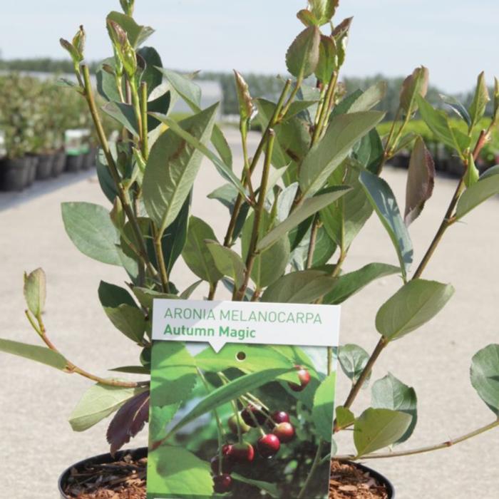 Aronia melanocarpa 'Autumn Magic' plant