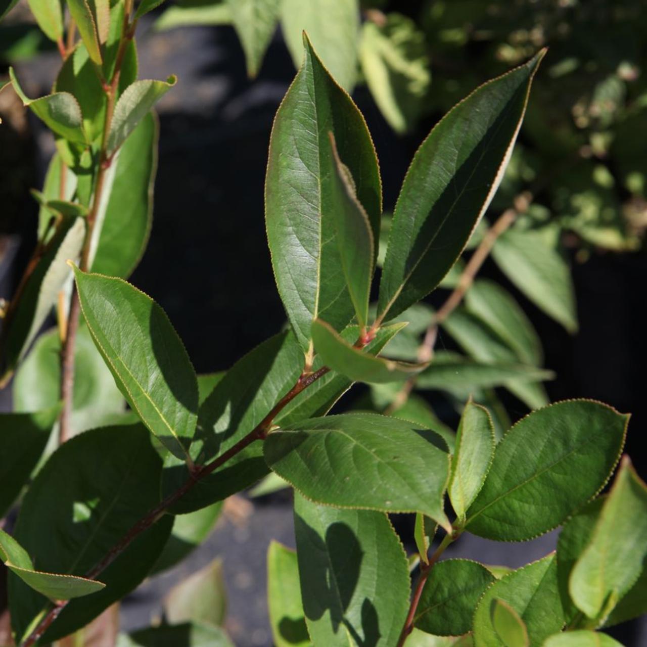 Aronia melanocarpa 'Hugin' plant