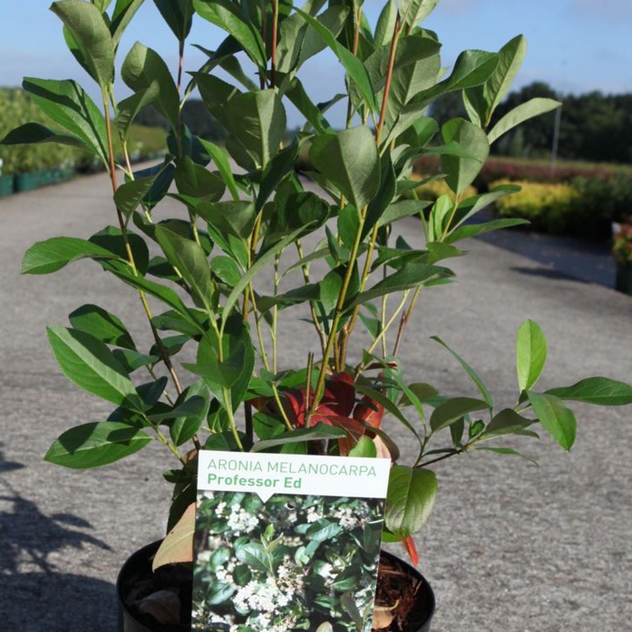 Aronia melanocarpa 'Professor Ed' plant