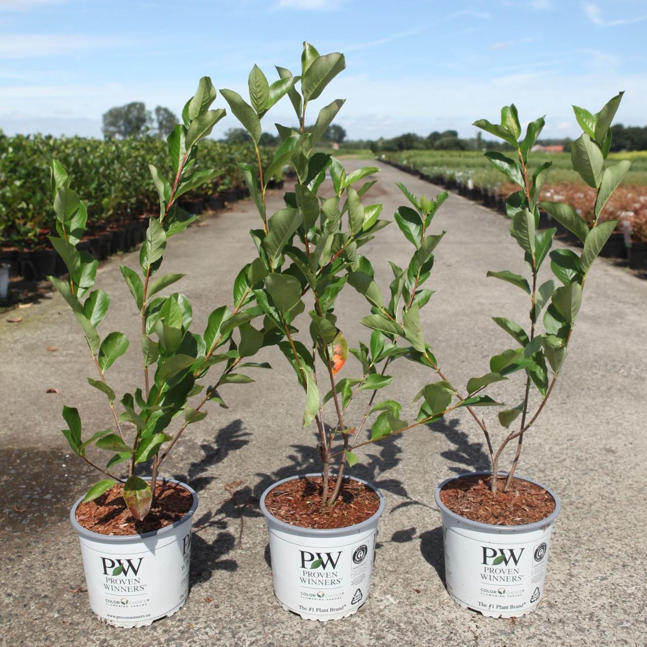 Aronia melanocarpa REVONTULI HEDGER plant