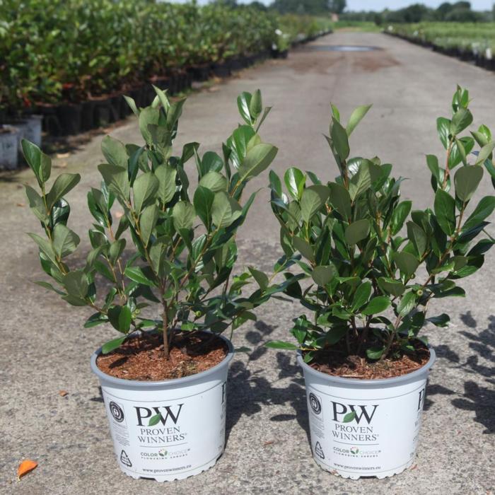 Aronia melanocarpa REVONTULI MOUND plant