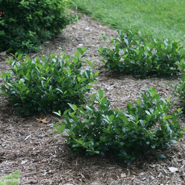 Aronia melanocarpa REVONTULI MOUND plant