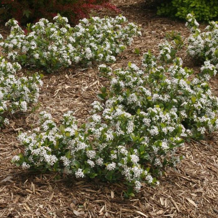 Aronia melanocarpa REVONTULI MOUND plant