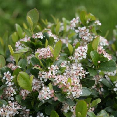 aronia-melanocarpa-revontuli-mound