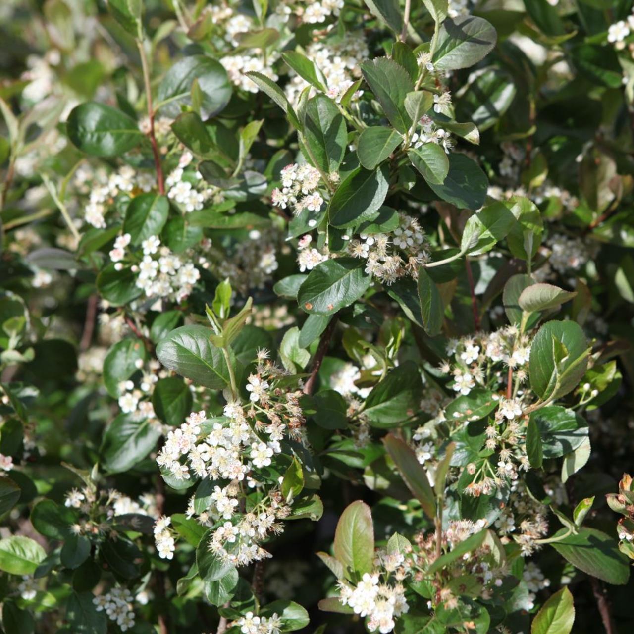 Aronia x prunifolia 'Viking' plant