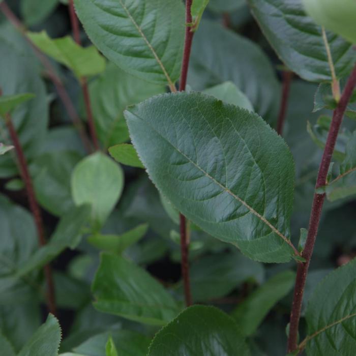 Aronia x prunifolia 'Aron' plant