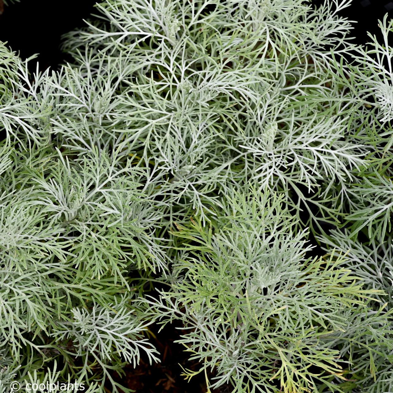 Artemisia 'Makana Silver' plant