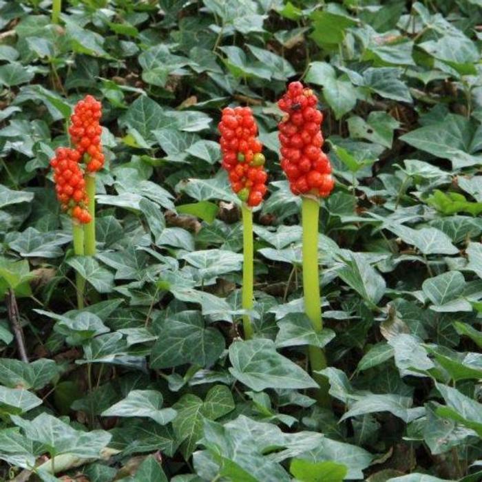 Arum italicum plant