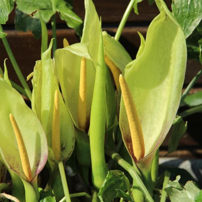 Arum italicum plant