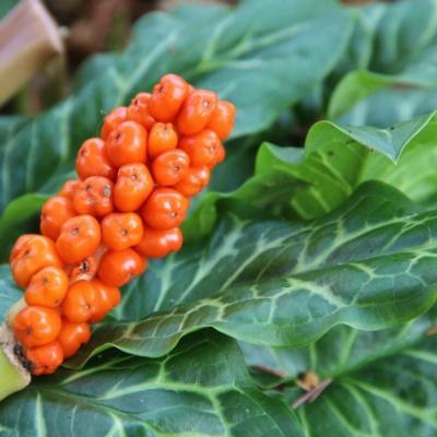 arum-italicum