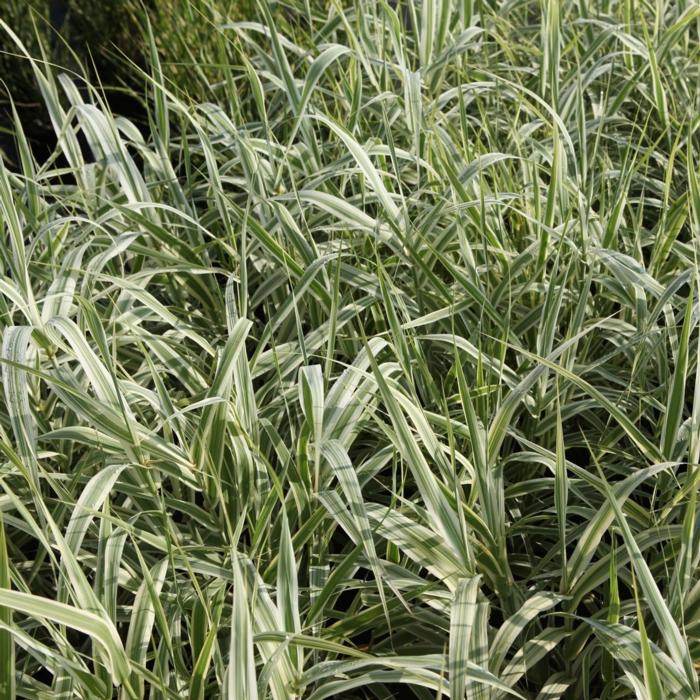 Arundo donax var. versicolor plant