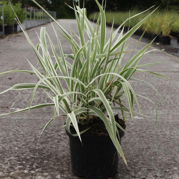 Arundo donax var. versicolor plant