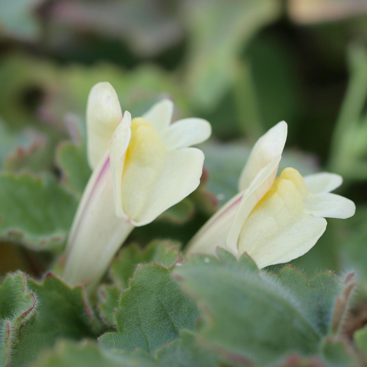 Asarina procumbens plant