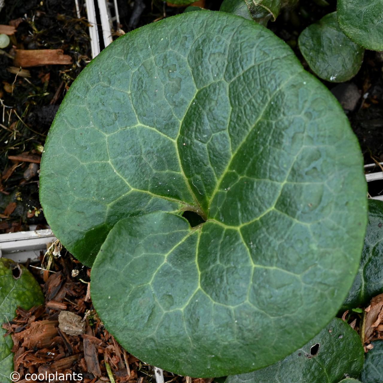 Asarum europaeum ssp. caucasicum plant